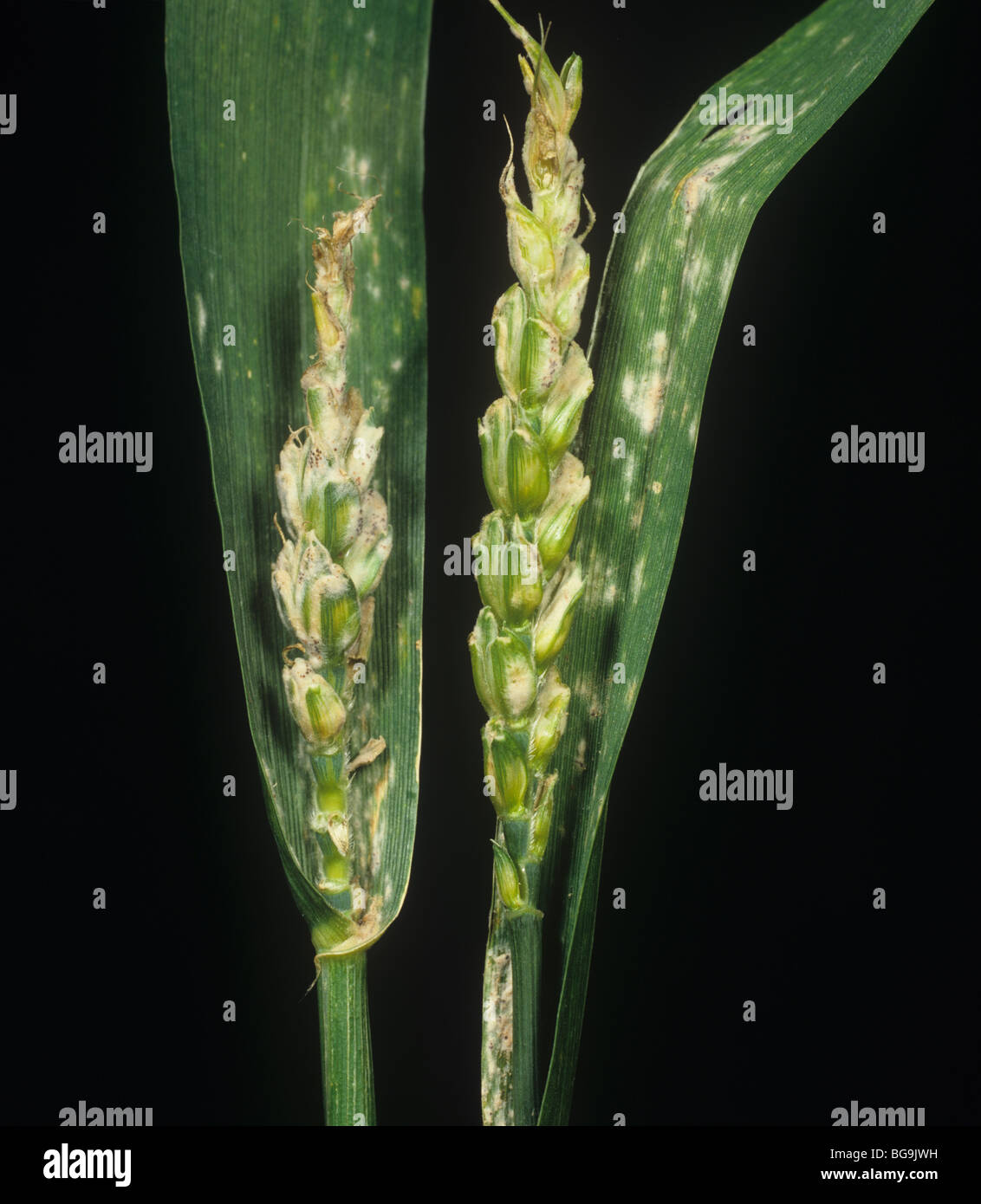 Powdery mildew (Erysiphe graminis f.sp. tritici) aborted ear and flagleaf infection on wheat plants Stock Photo