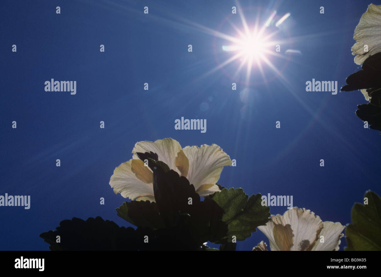 Hibiscus flower against the sun, South Africa Stock Photo