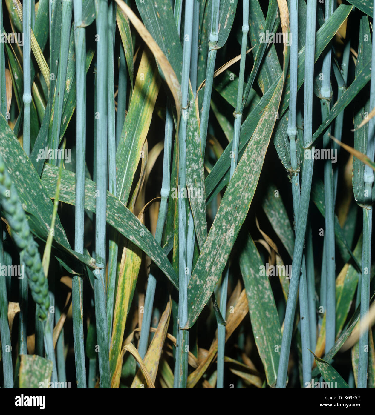 Powdery mildew (Erysiphe graminis) infection on a mature wheat crop Stock Photo Alamy