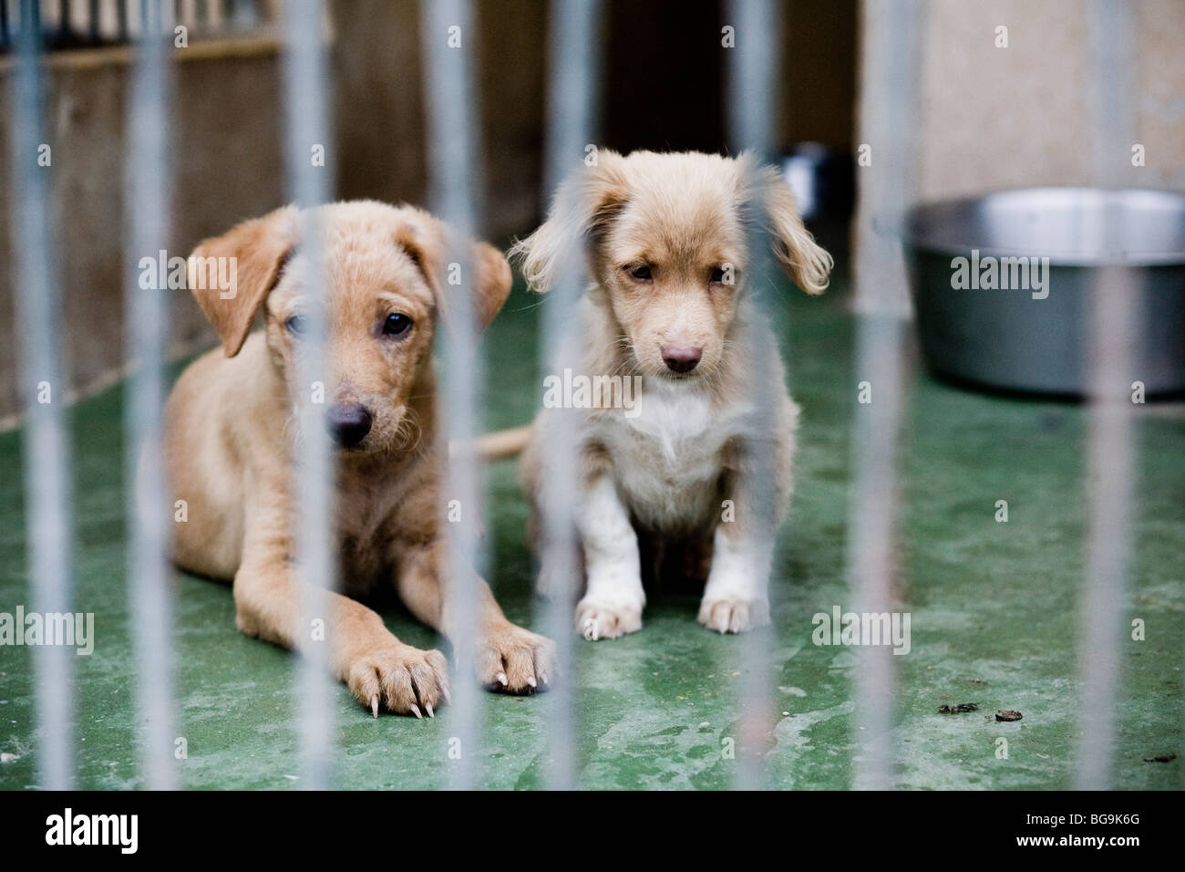 Puppies behind bar at an animal shelter, rescue center Stock Photo