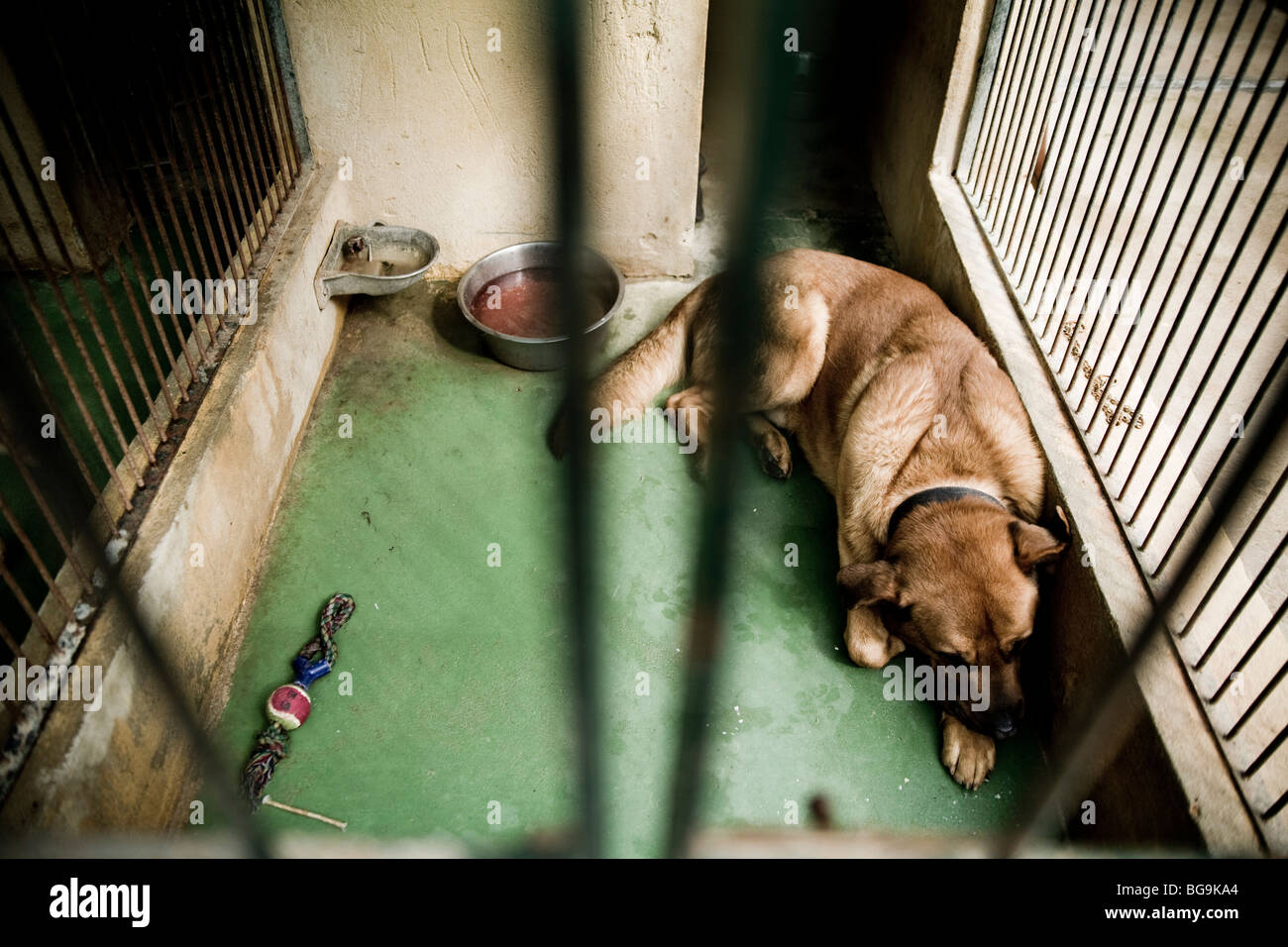 Dog laying on the floor in a cage at a rescue center Stock Photo