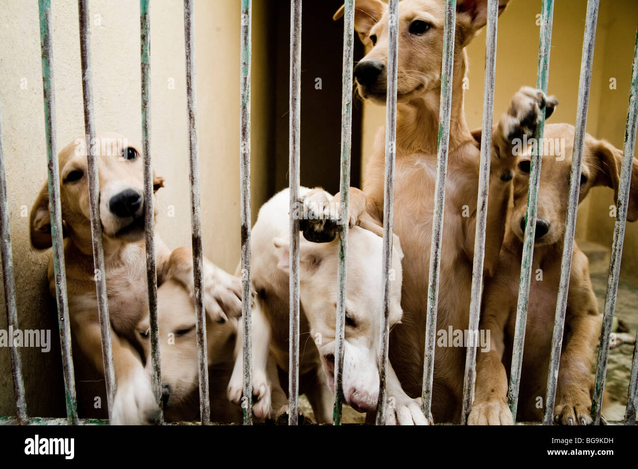 Puppies in a cage at a rescue center Stock Photo Alamy