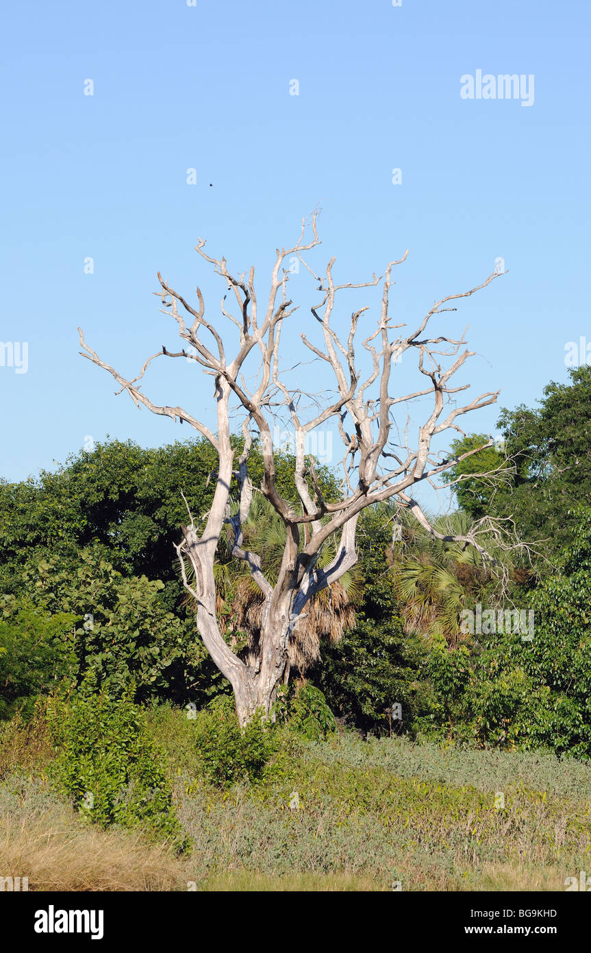 Dry tree in the Everglades National Park, Florida Stock Photo