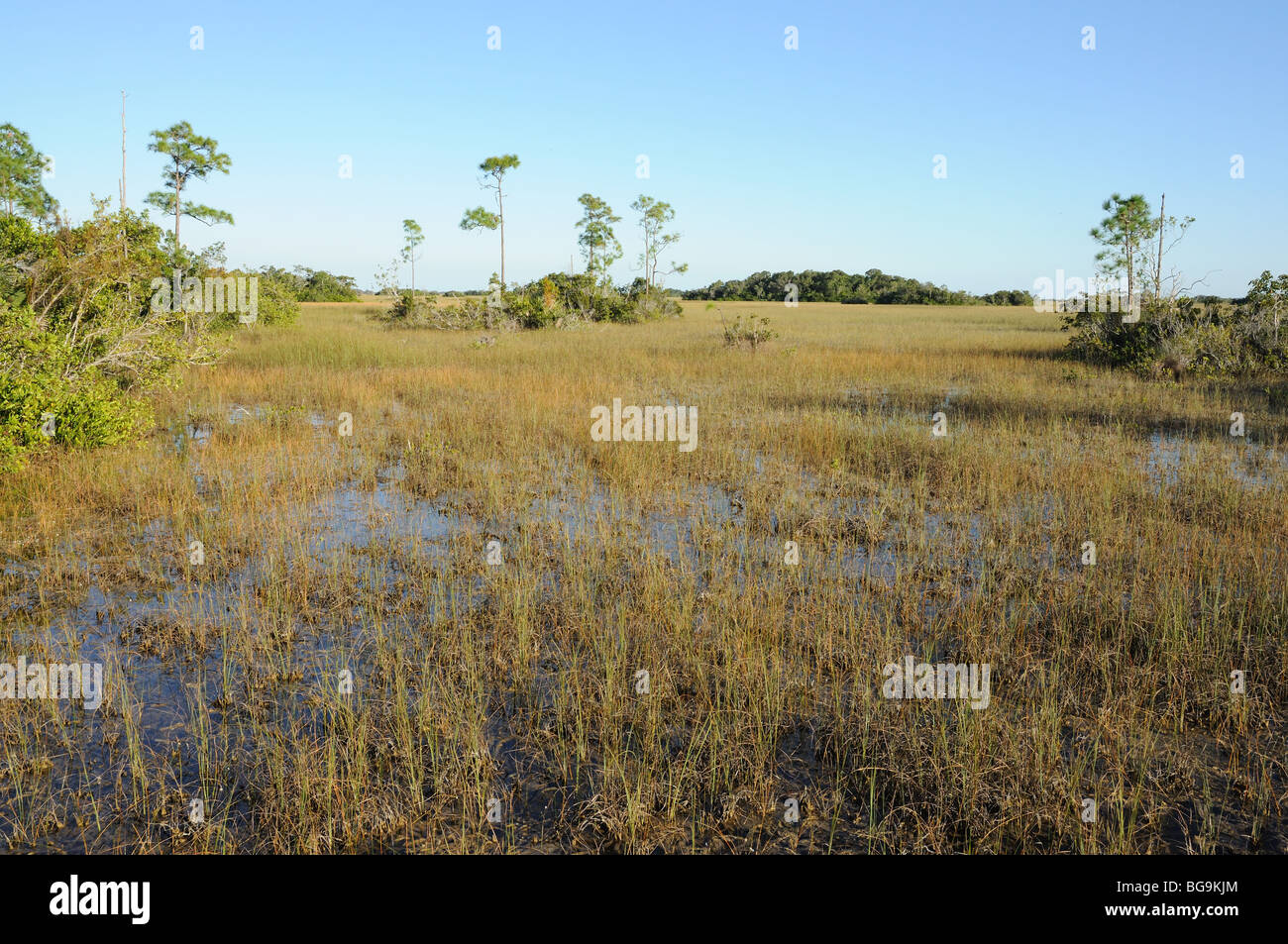 Landscape in the Everglades National Park, Florida USA Stock Photo