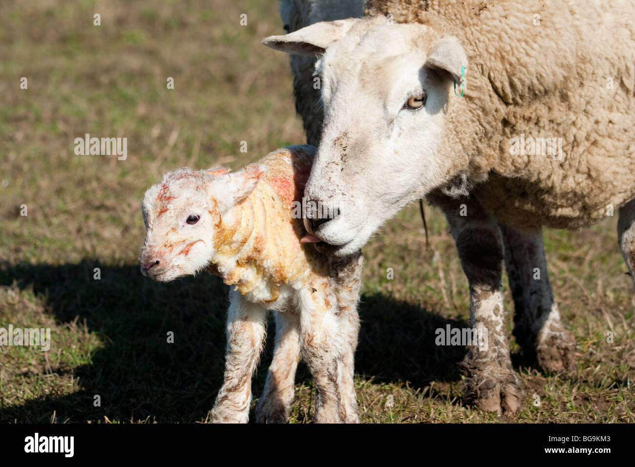 Newborn lamb being licked clean by its mother Stock Photo