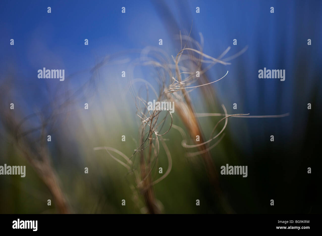 Palm fronds. These pieces of dry leaf coil and strip away from the main leaves against a blue sky. Stock Photo