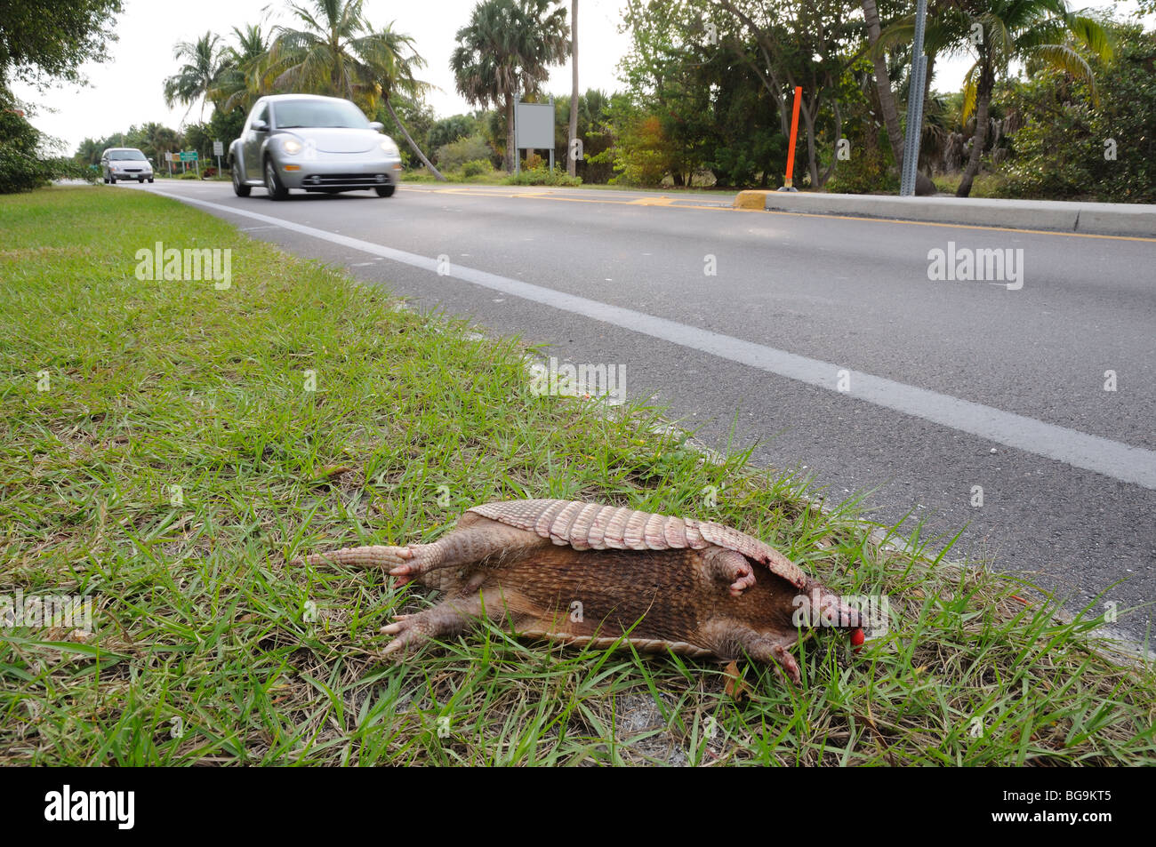 Dead Armadillo on side of the road Stock Photo Alamy