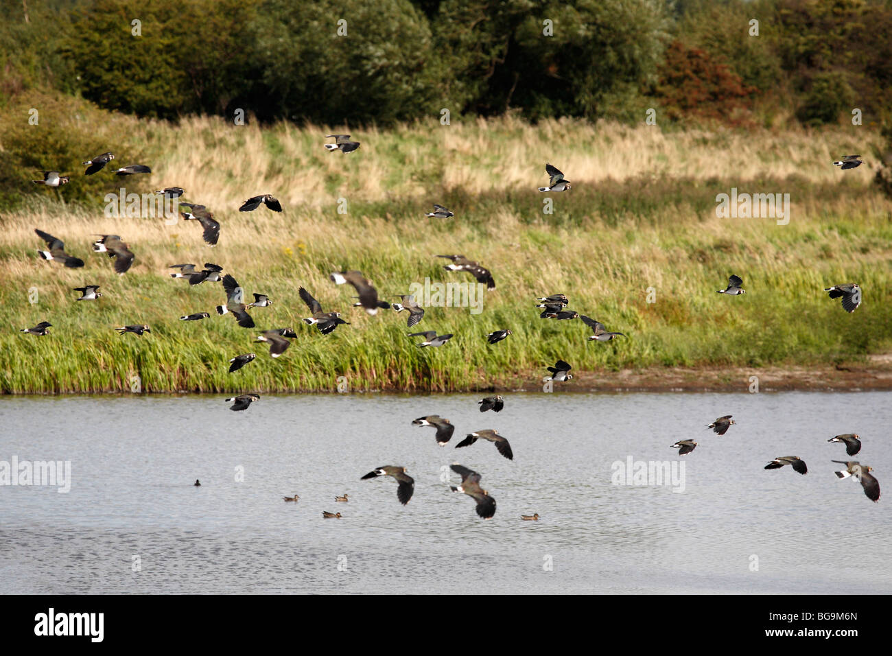 Flocks of Lapwings (Vanellus vanellus), Old Moor RSPB Reserve, Barnsley, South Yorkshire, August 2009 Stock Photo