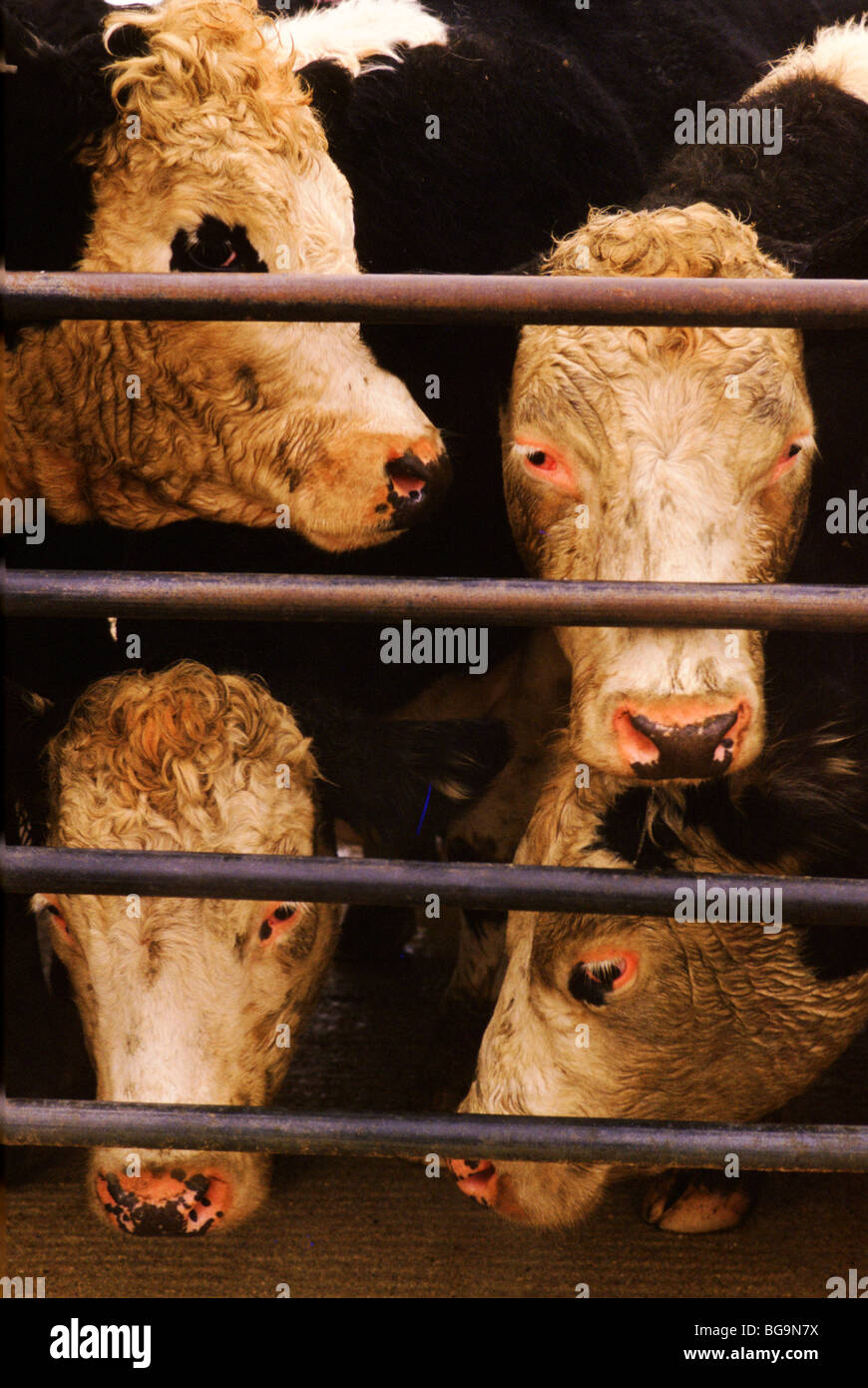 cows in a cramped stall at a cattle market Stock Photo Alamy