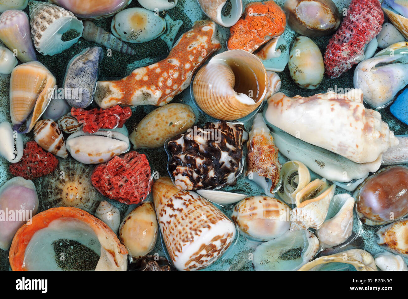 Sea Shells Stock Photo
