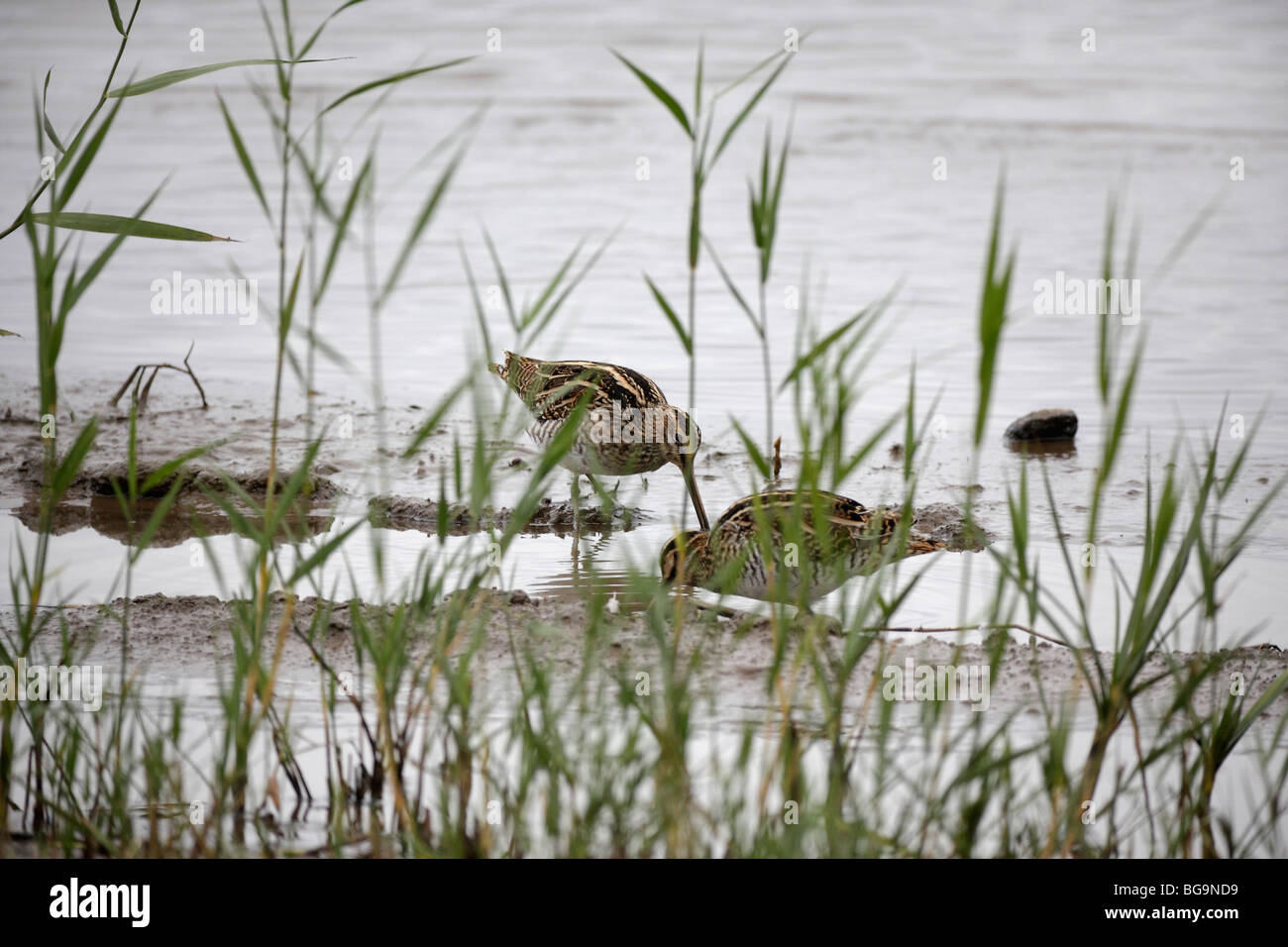 Old moor rspb reserve hi-res stock photography and images - Alamy