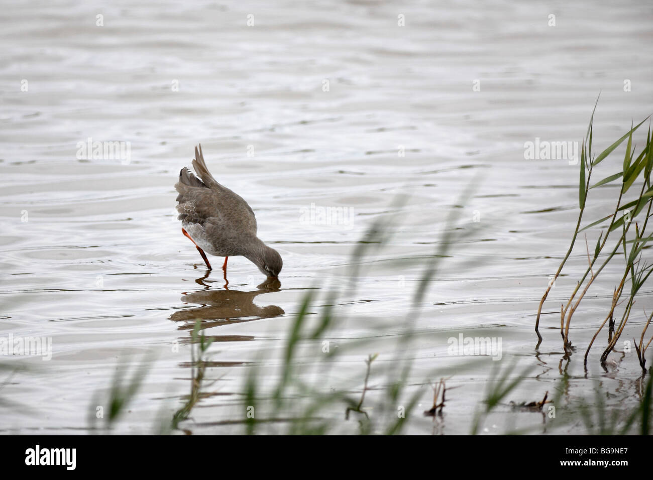 Redshank  Tringa totanus Potteric Carr, Doncaster, South Yorkshire, UK, Oct 2009 Stock Photo