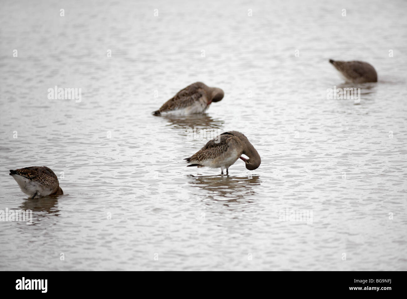 Black-tailed Godwits, Limosa limosa, Potteric Carr, Doncaster, South Yorkshire, UK, Oct 2009 Stock Photo