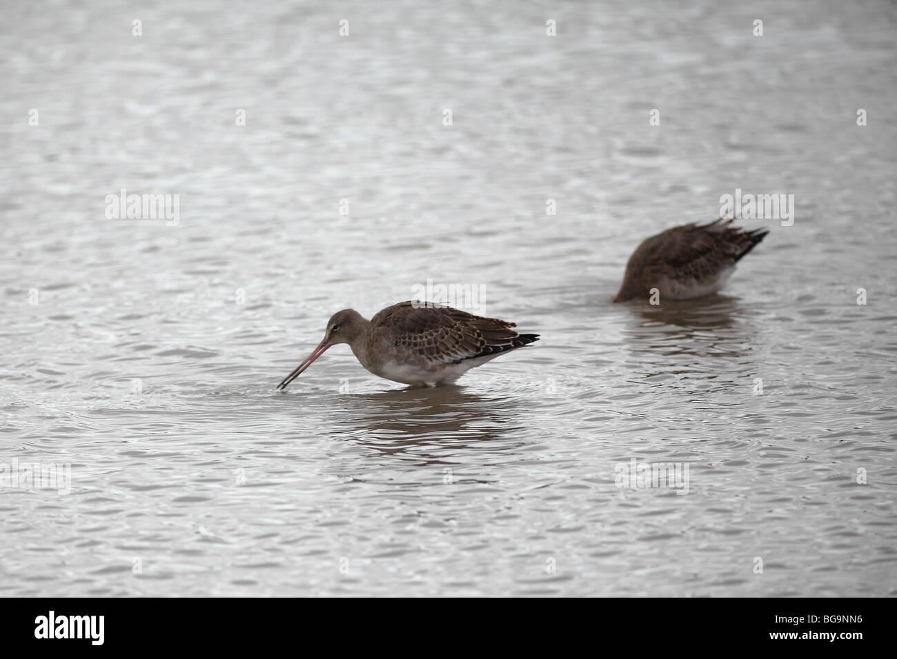 Black-tailed Godwits, Limosa limosa, Potteric Carr, Doncaster, South Yorkshire, UK, Oct 2009 Stock Photo