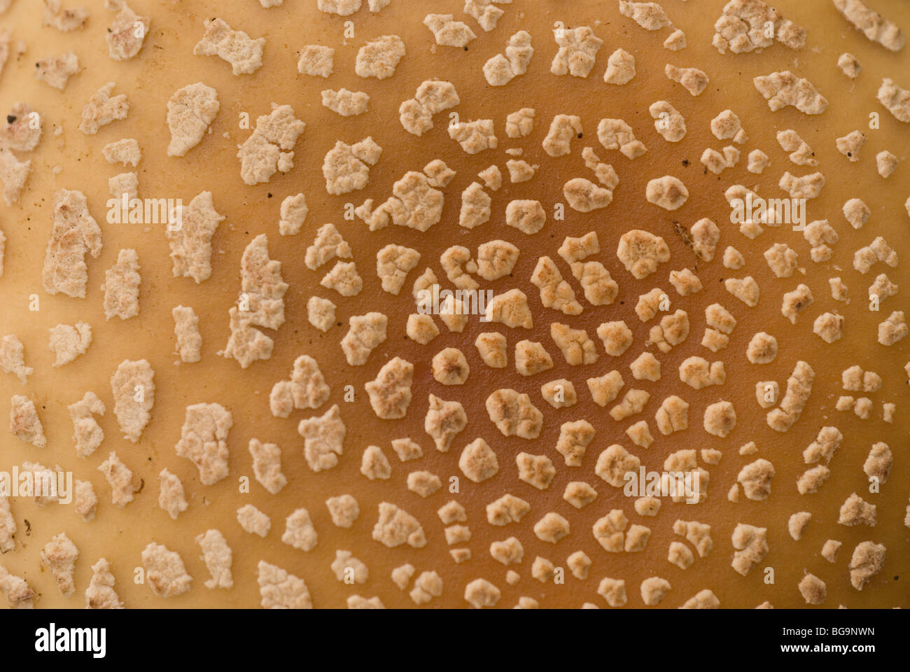 Detail of the cap of a Gray Blusher agaric (Amanita rubescens) Stock Photo