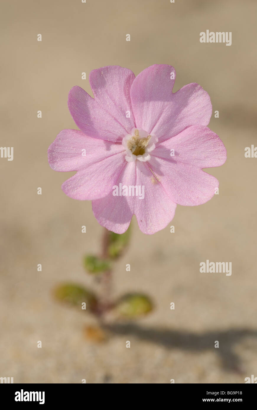 Flower of Silene littorea littorea in sand dunes. Pontevedra, Spain. Stock Photo