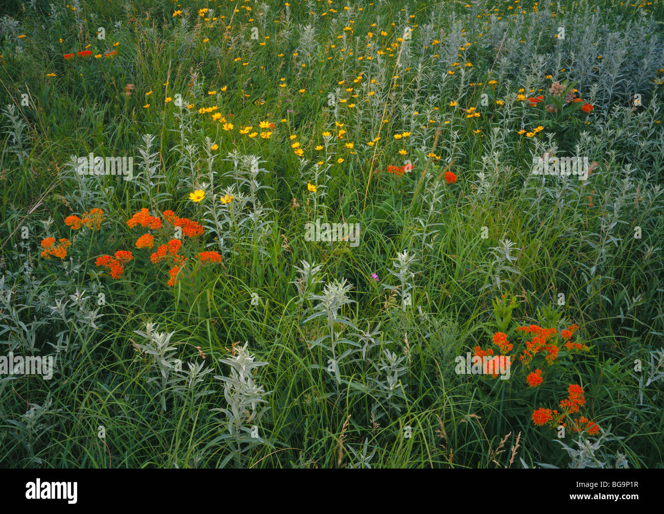 Schaefer High Resolution Stock Photography and Images Alamy