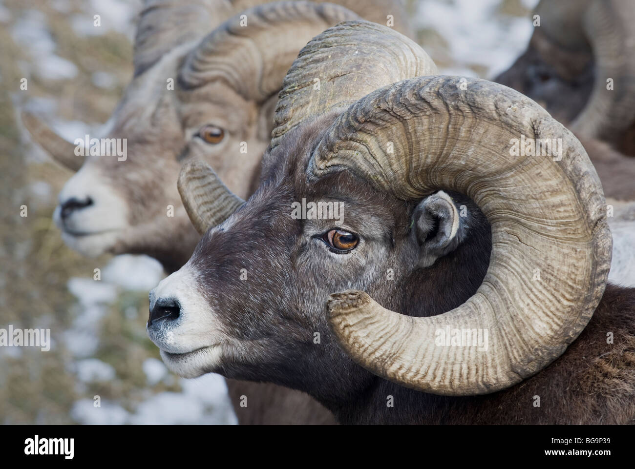A side view selective focus portrait of a mature bighorn ram Stock Photo