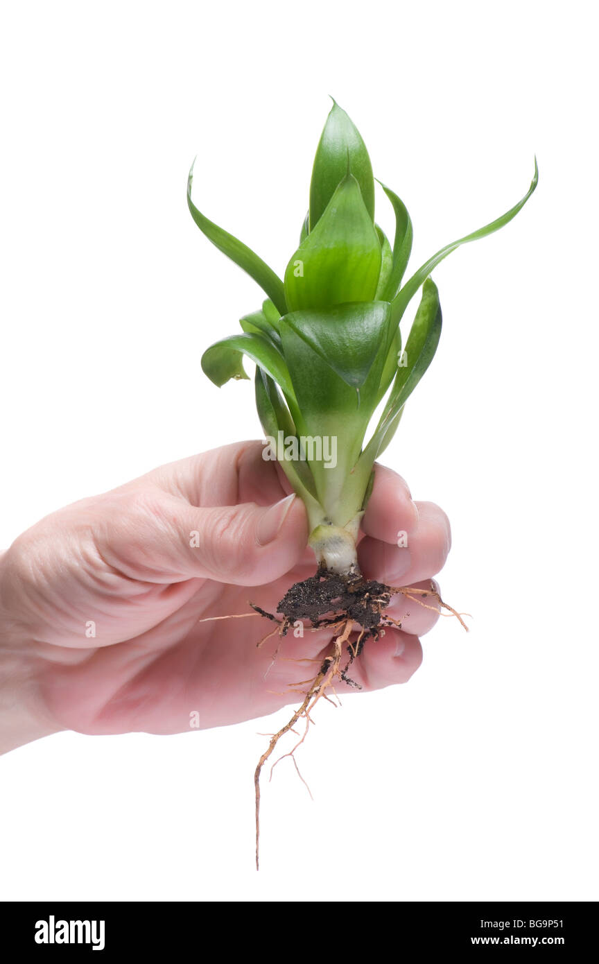 object isolatsd on white background Plant on hand Stock Photo