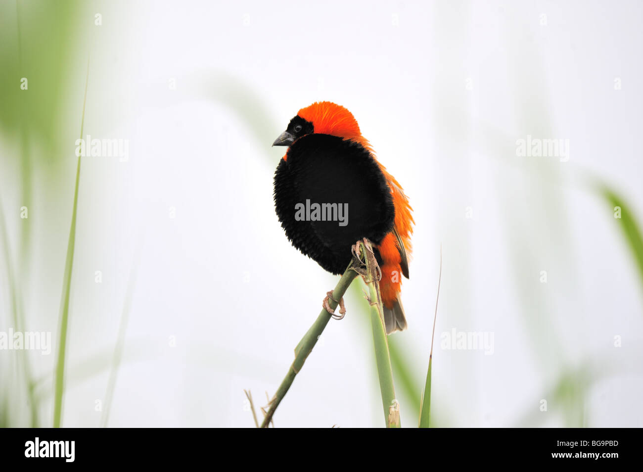 Male Southern Red Bishop sitting on Reeds Stock Photo