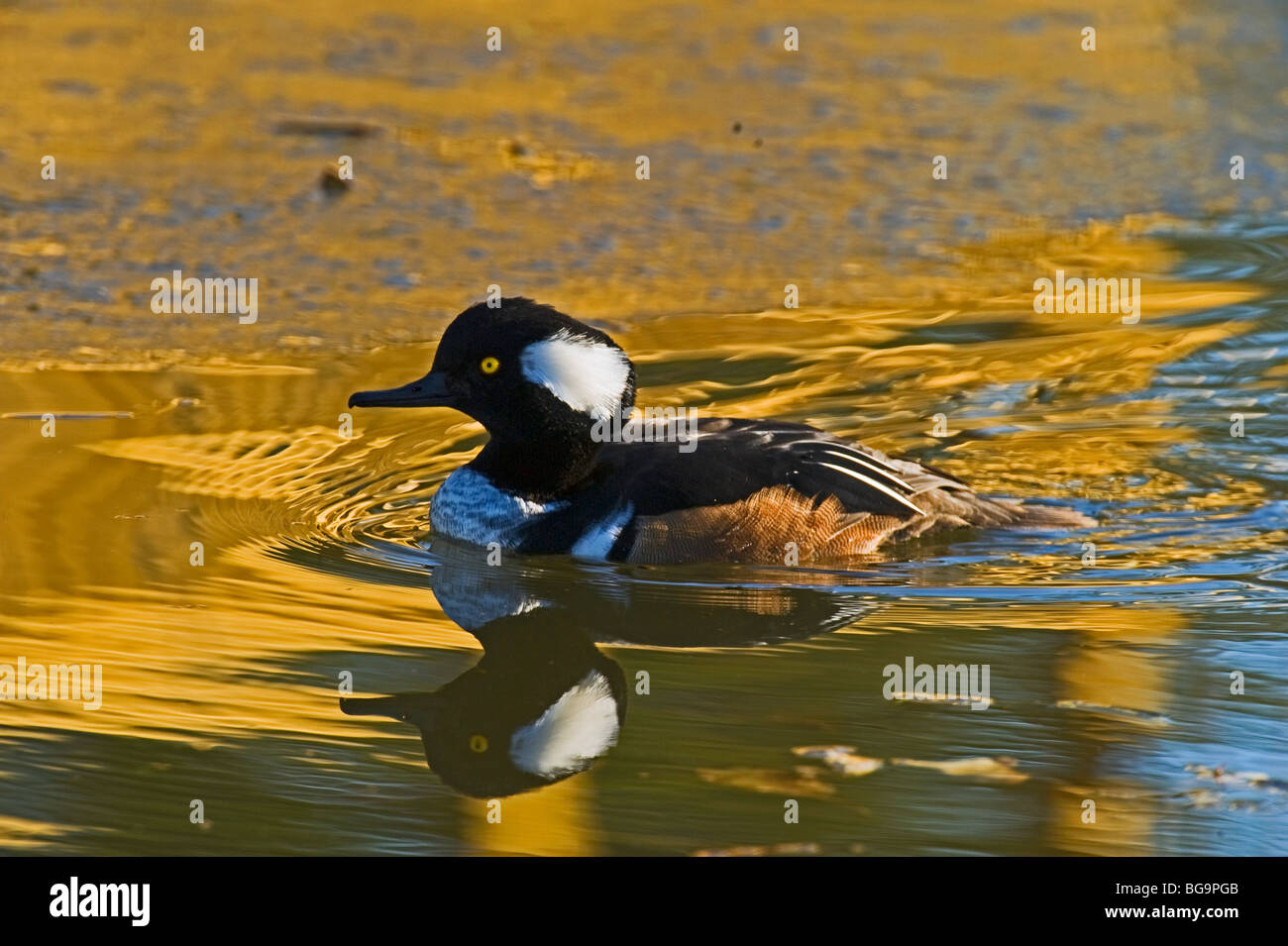 Merganser duck hires stock photography and images Alamy