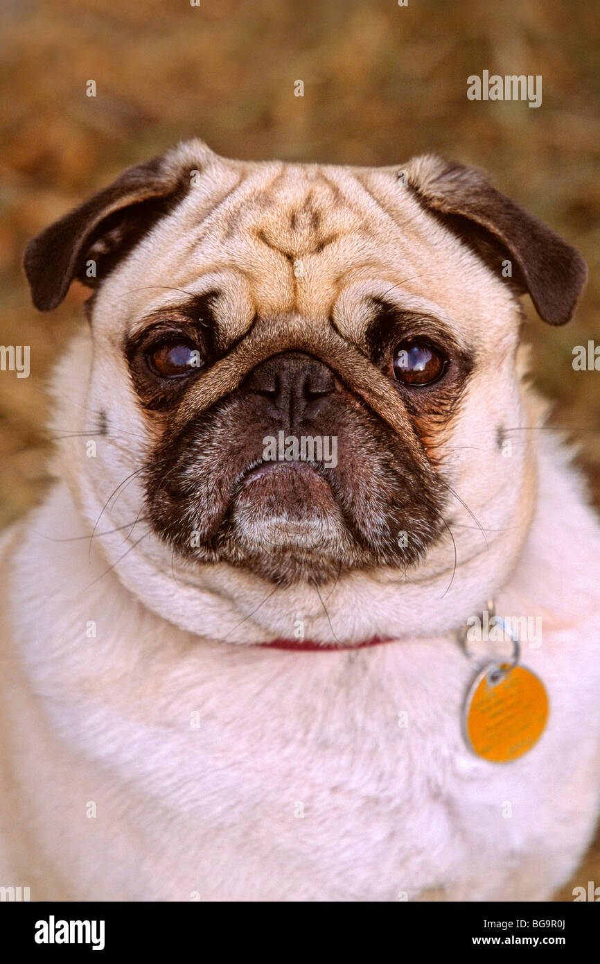 A portrait image of an adult pet Pug dog Stock Photo