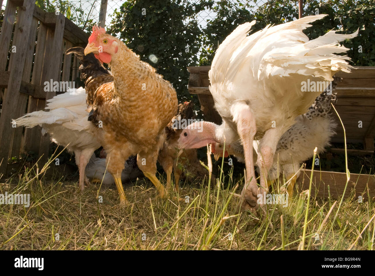 Chickens and turkeys in the henhouse Stock Photo Alamy