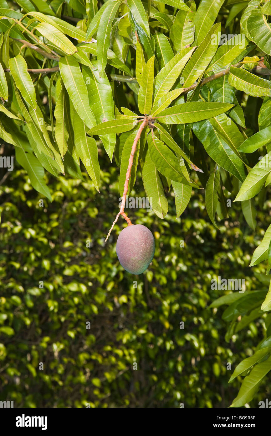 Mango tree with one mango hanging on branch, Florida, USA Stock Photo