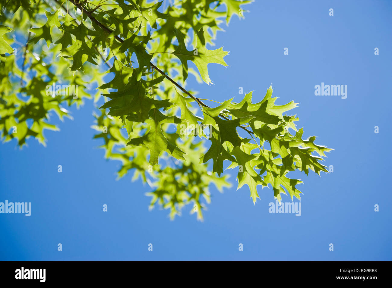 ( Quercus coccinea ) Scarlet oak tree branches against blue sky ...