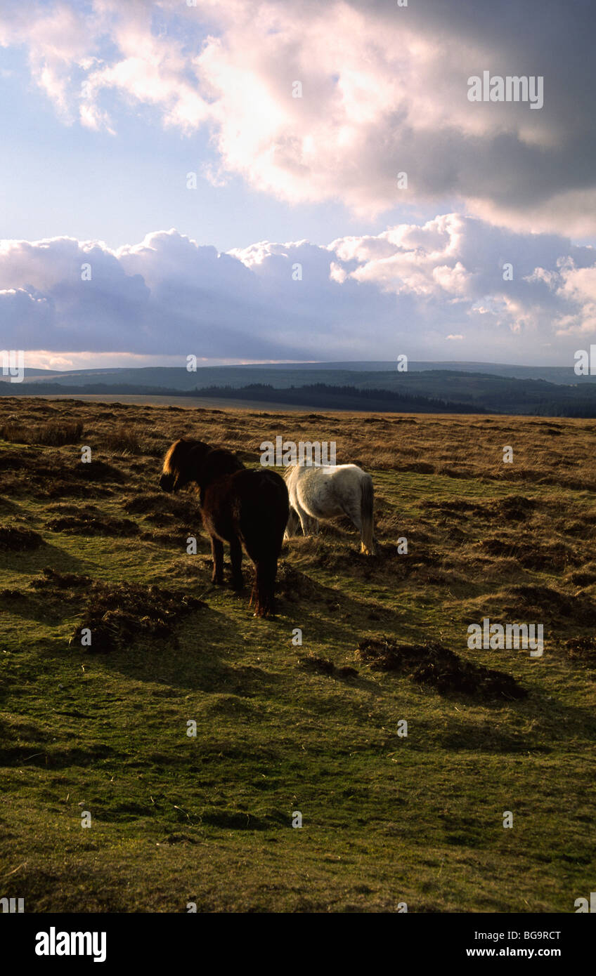 Two Dartmoor Ponies open landscape Stock Photo