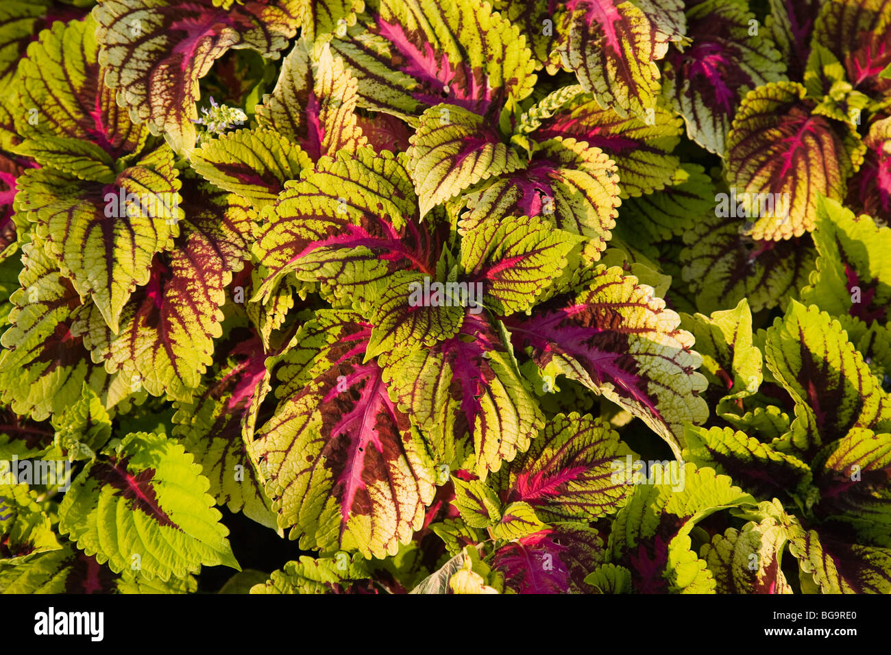 ( solenostemon scutellarioides ) Coleus plant in garden, Illinois, USA Stock Photo