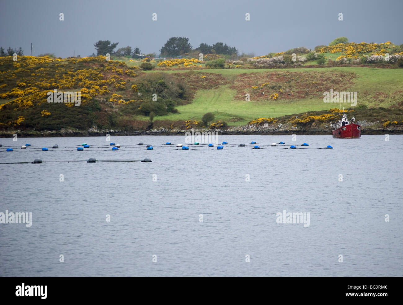 Mussel farming, Roaring water Bay, West Cork, Ireland Stock Photo