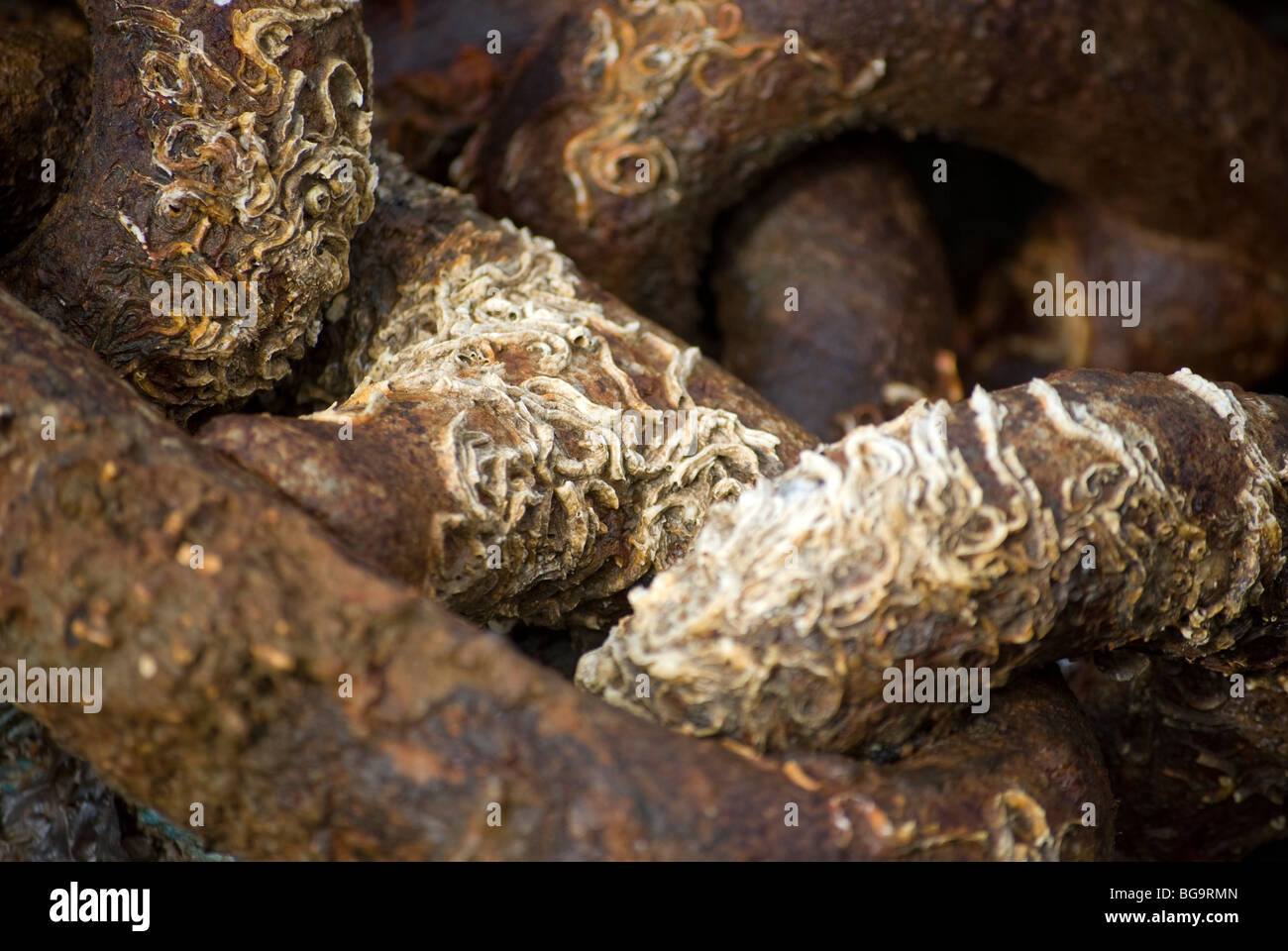 Polychaete worms on boat anchor chains Stock Photo