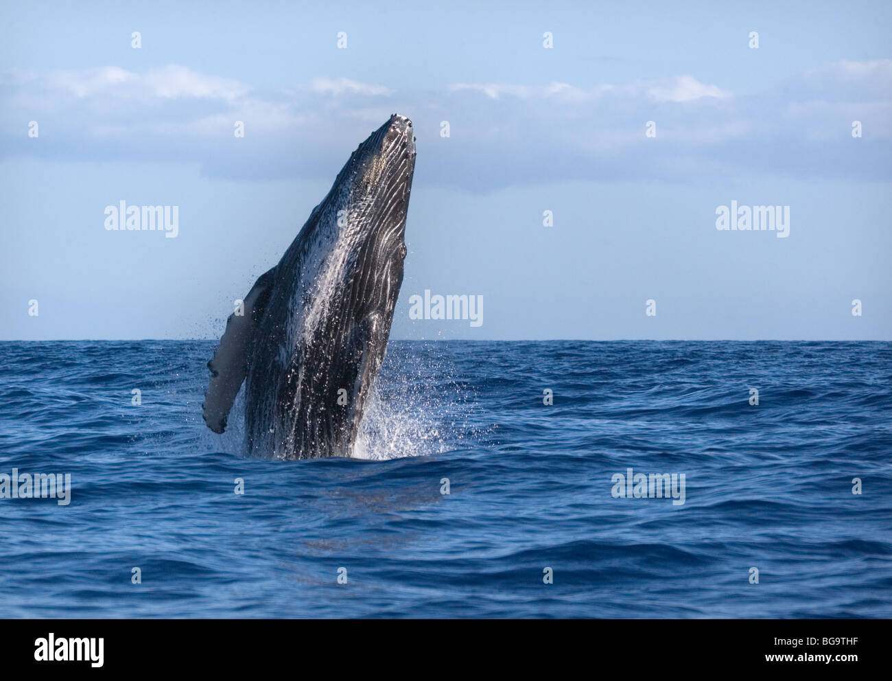 Whale breaching hi-res stock photography and images - Alamy