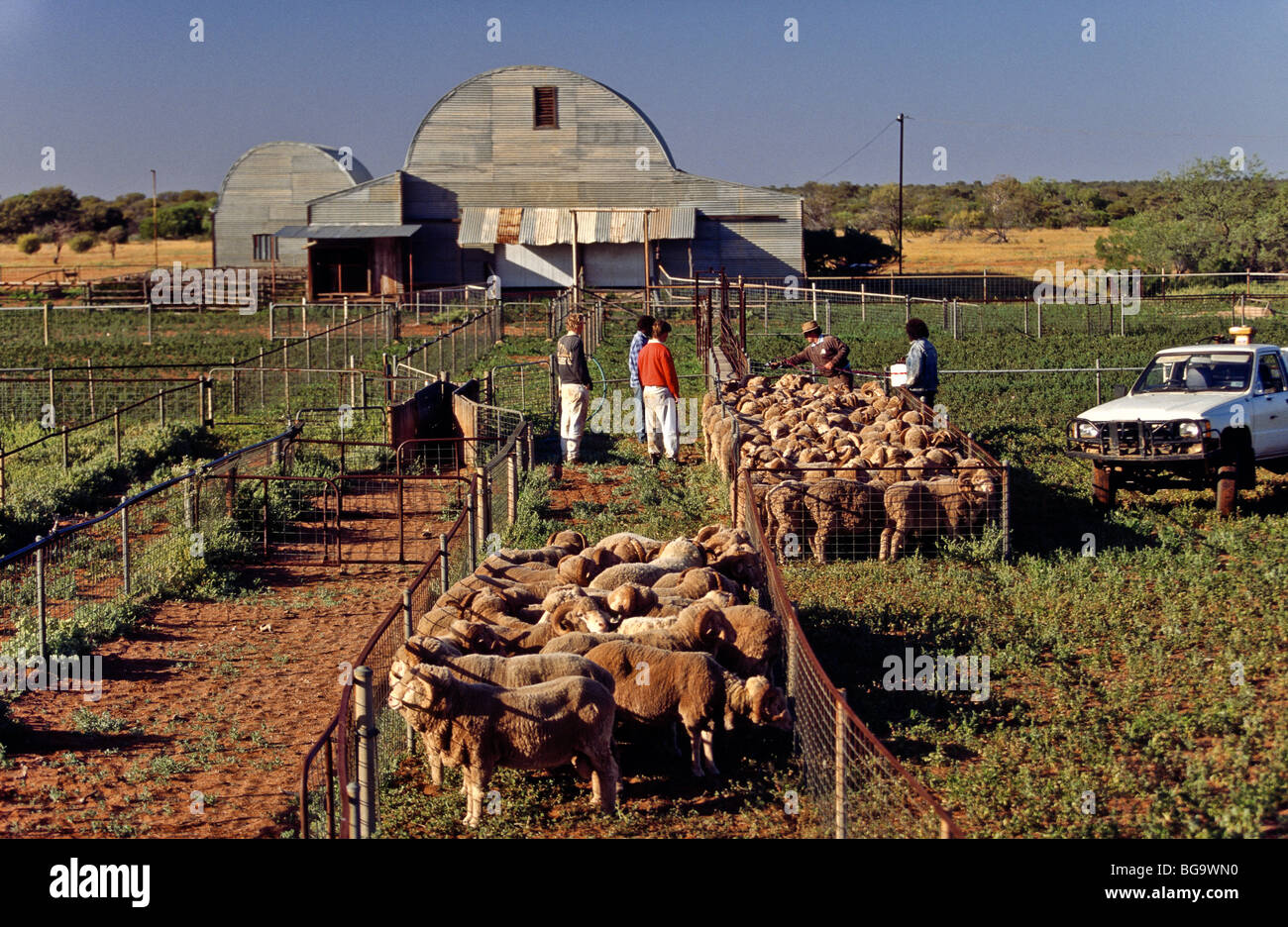 Merino sheep, Western Australia Stock Photo Alamy