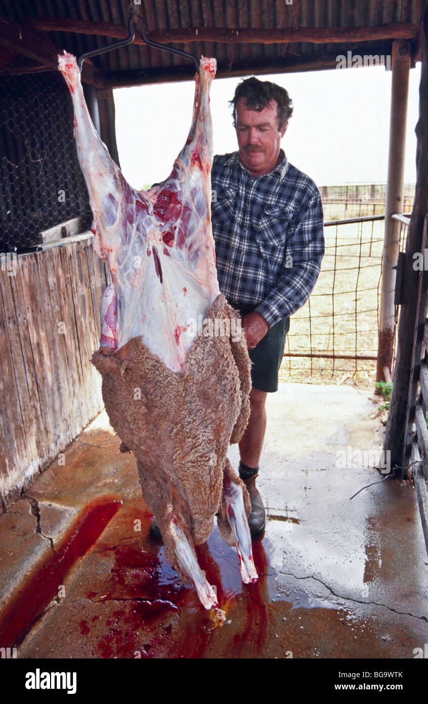 Skinning and dressing sheep carcass, Western Australia Stock Photo