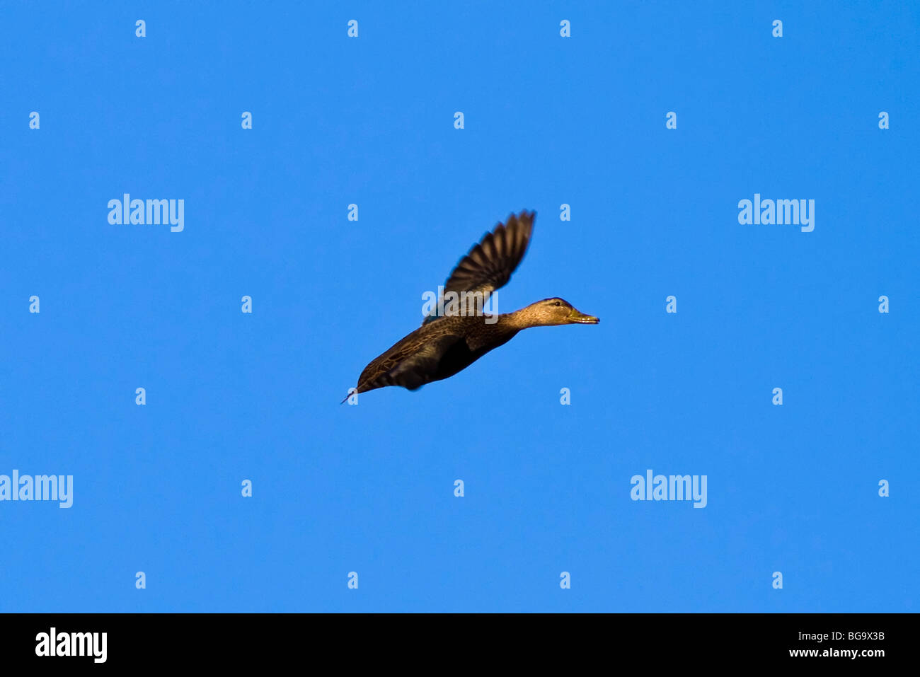 American Black Duck - Anas rubripes - in-flight Stock Photo