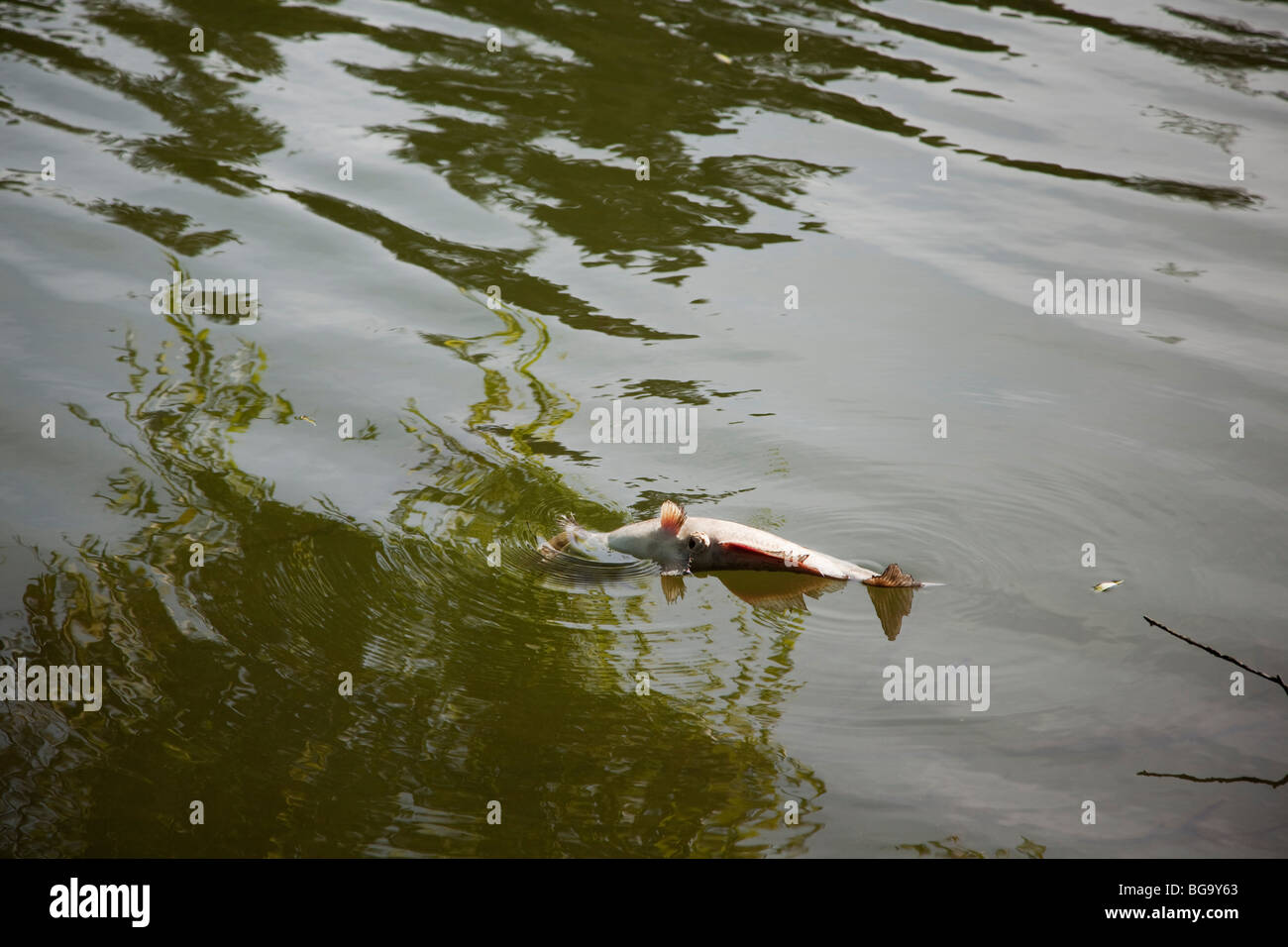 A dead catfish floating upside-down in Lake Temescal, Oakland, California, USA Stock Photo