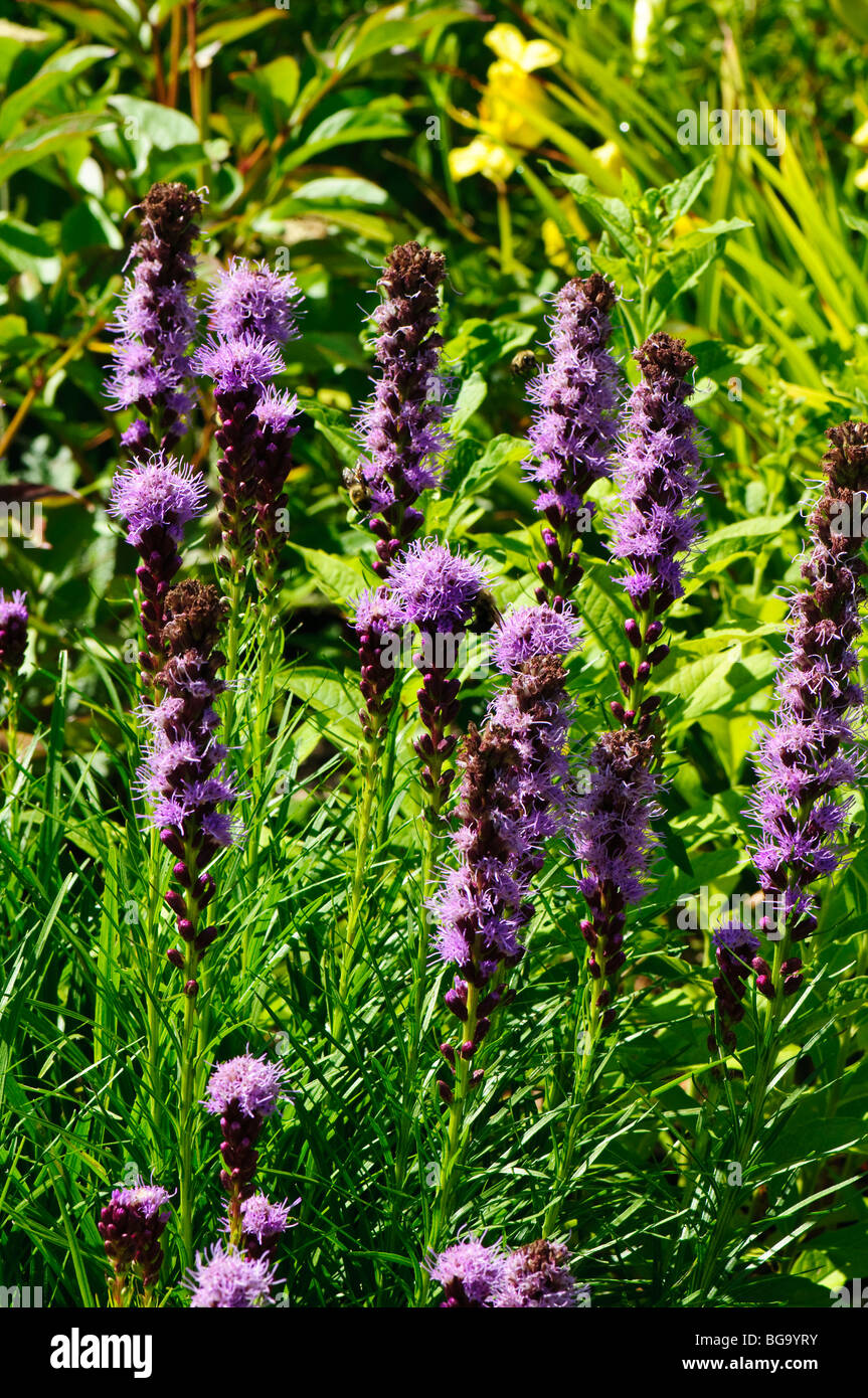 Spike Gayfeather in bloom Stock Photo