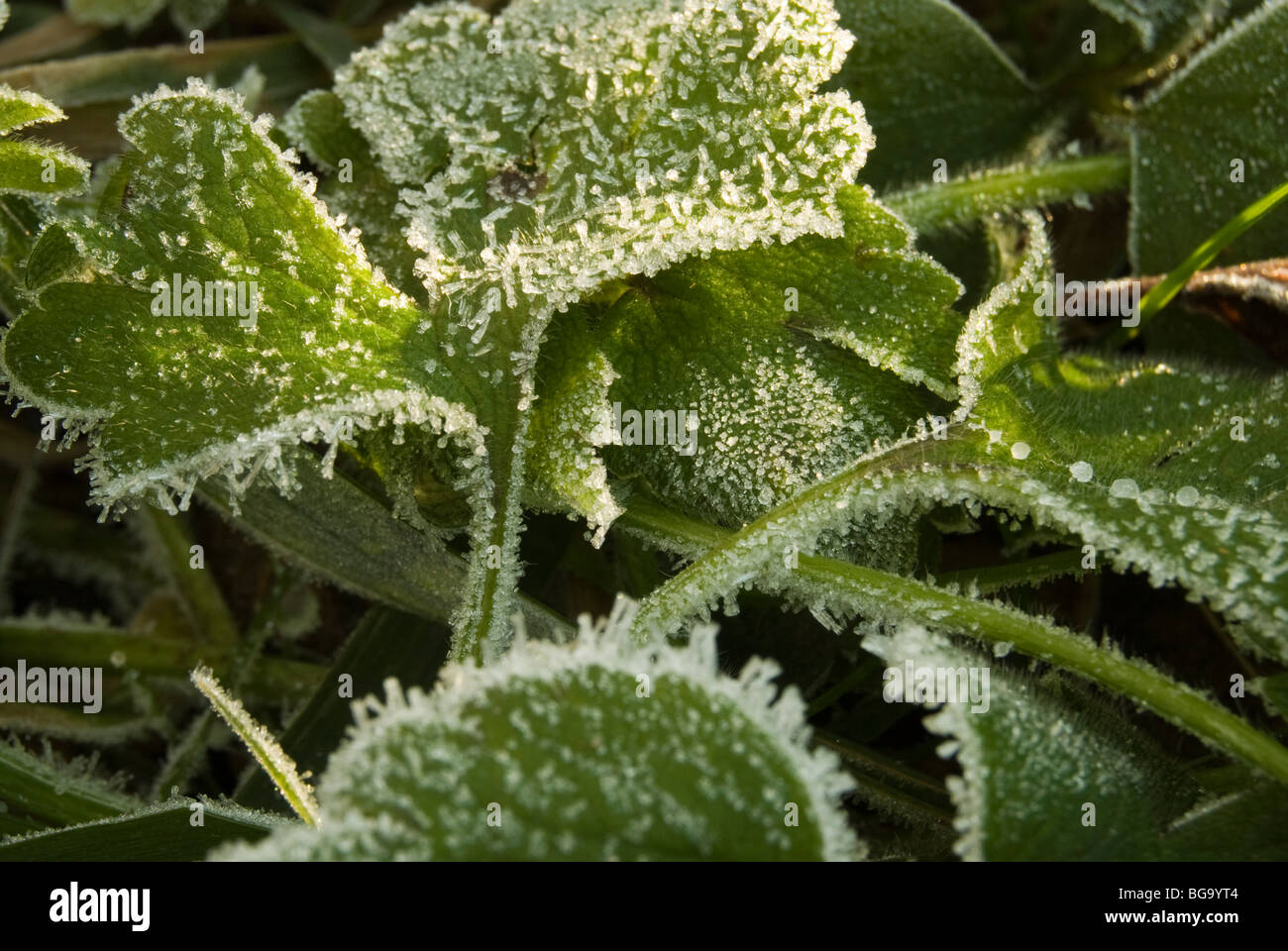 A deep freeze in Western Washington Stock Photo Alamy