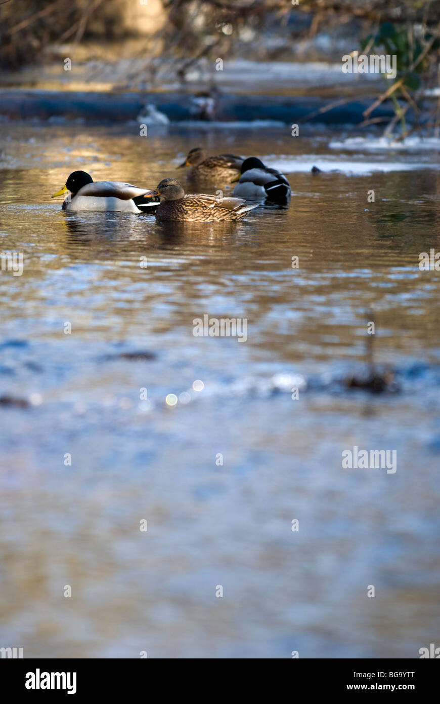 A group of Mallard ducks Stock Photo Alamy