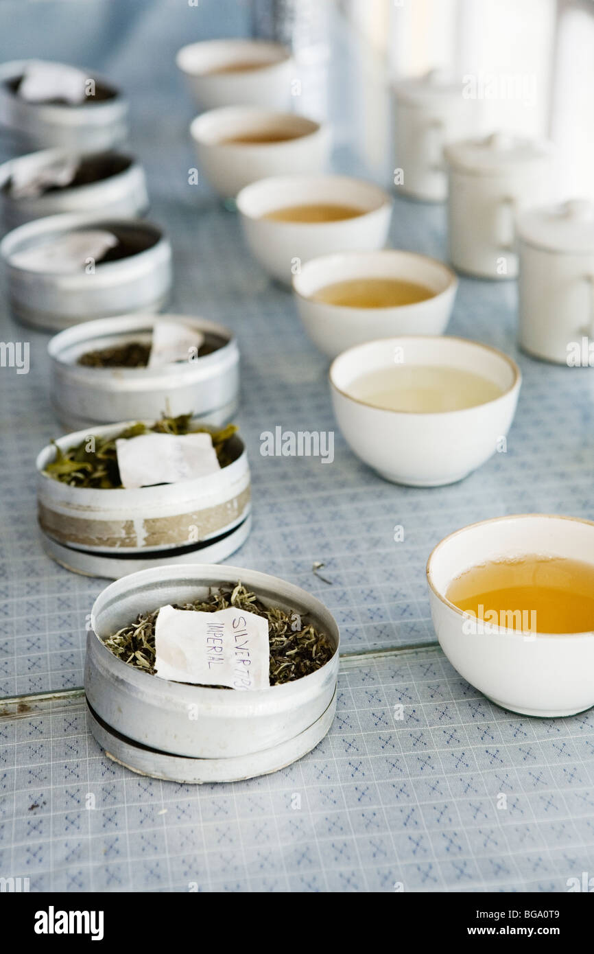 Cups ready for tea tasting at Makaibari tea estate, Darjeeling, India Stock Photo