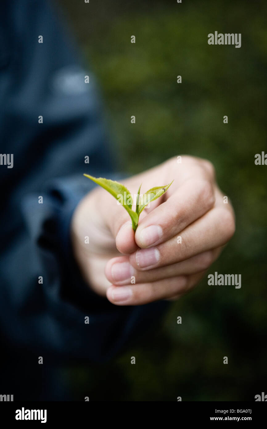 Fresh tea leaf at Maikabari tea estate's tea plantations near Darjeeling, India Stock Photo