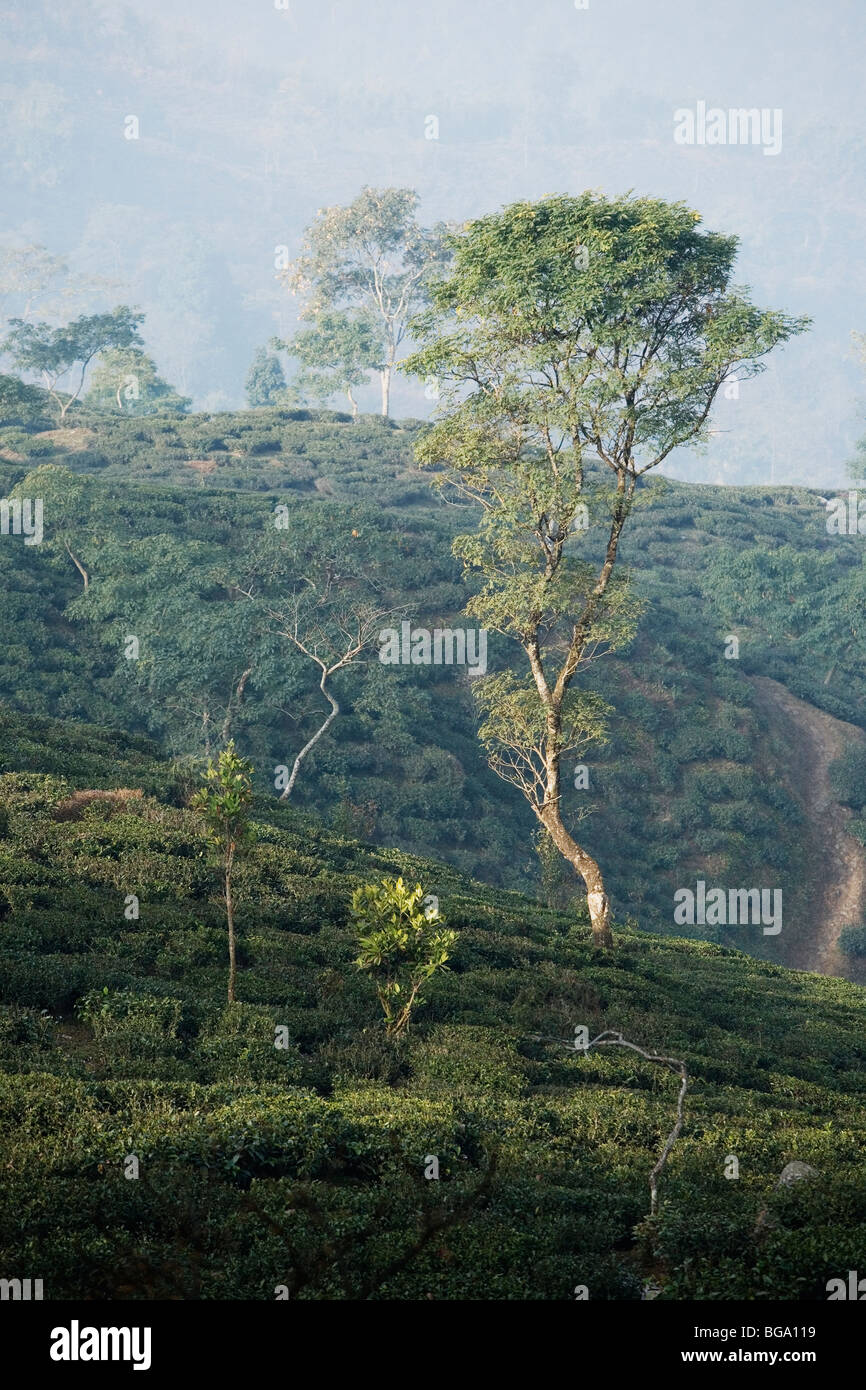 Maikabari tea estate's tea plantations lie at 1200 meters altitude near Darjeeling, India Stock Photo
