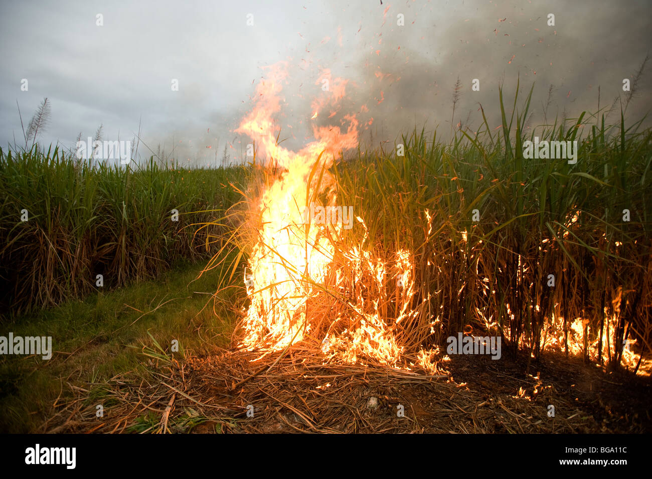 Sugar cane cutters burning the cane fields prior to harvesting. Near