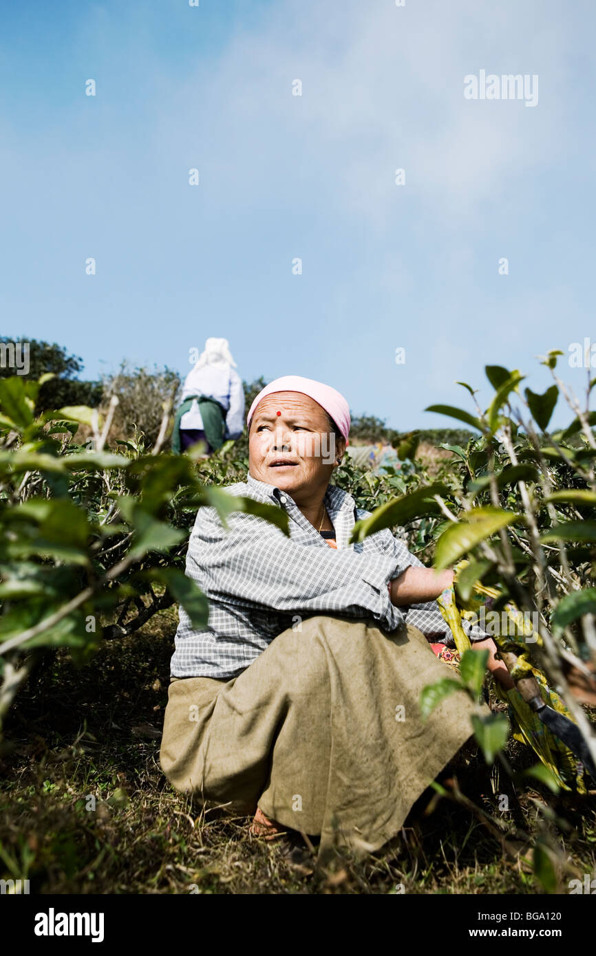 Women working at Maikabari tea estate's tea plantations near Darjeeling, India Stock Photo