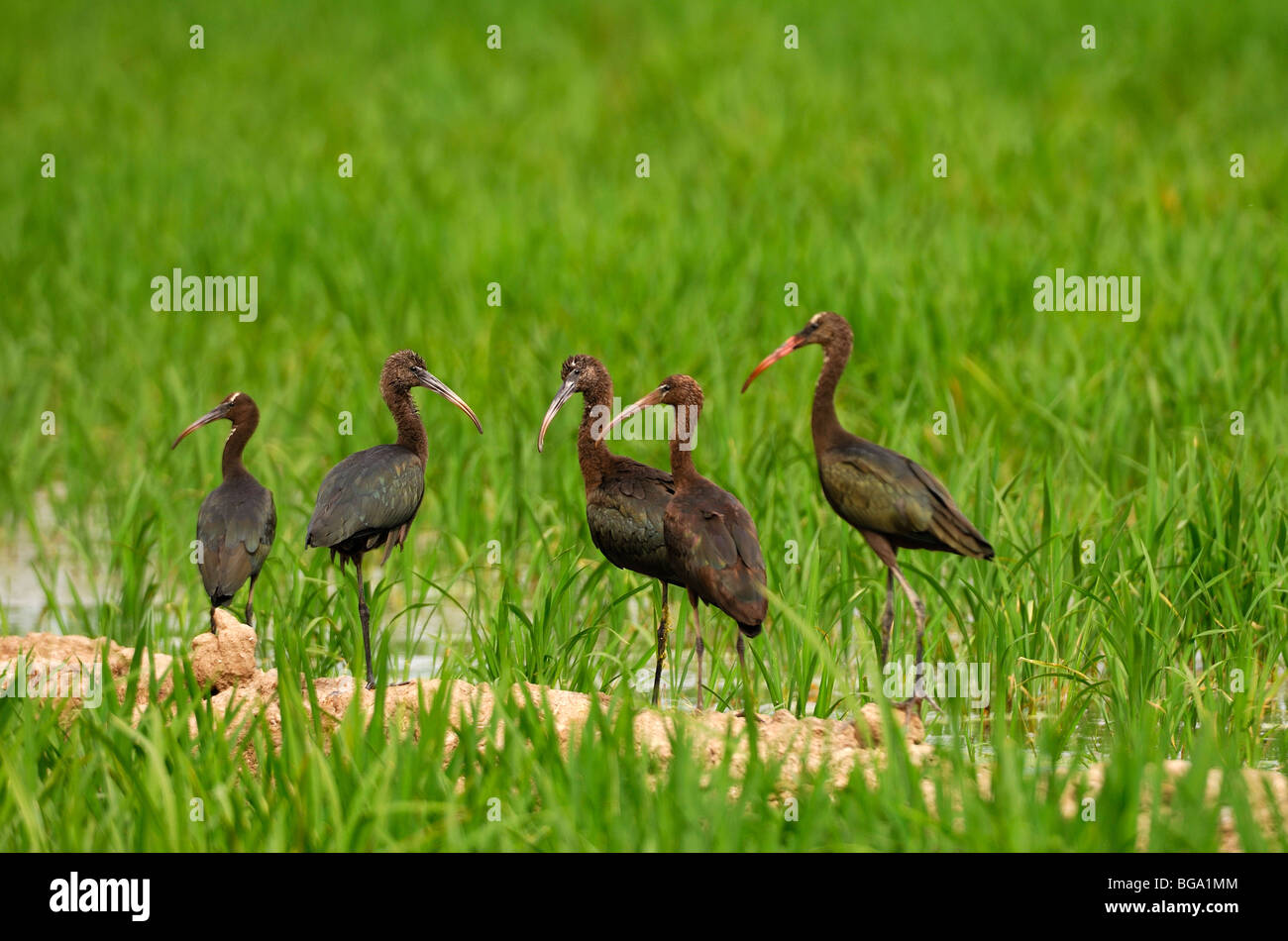 Five Plegadis falcinellus in an incipient ricefield Stock Photo