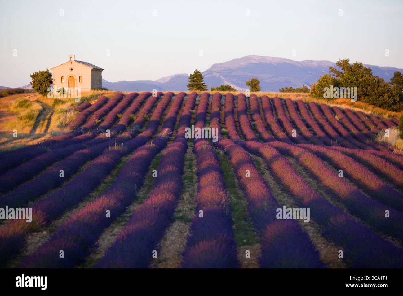 France, Alpes de Haute Provence, near Valensole, lavender field Stock Photo