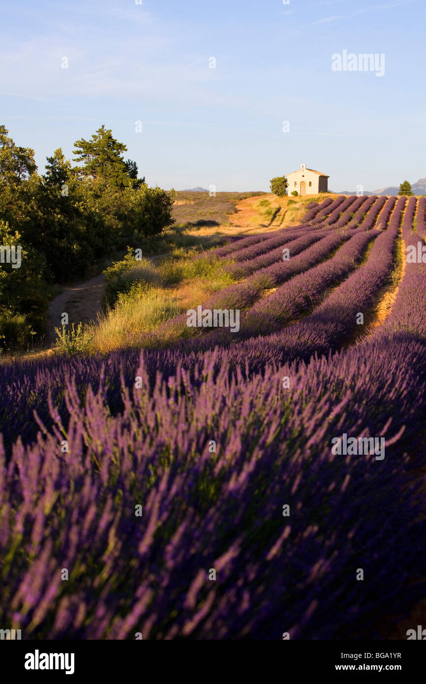 France, Alpes de Haute Provence, near Valensole, lavender field Stock Photo