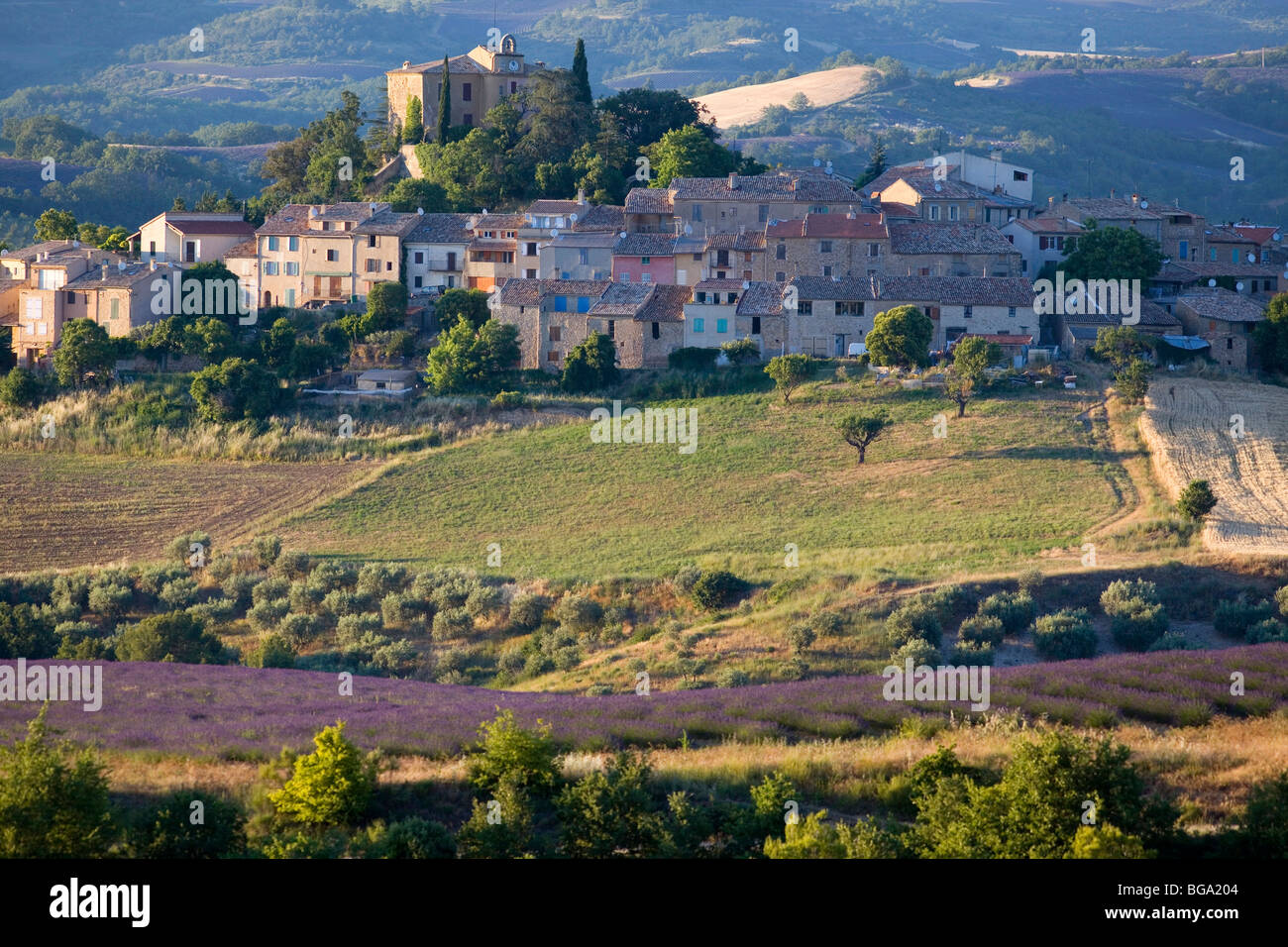 France, Alpes de Haute Provence, Entrevennes, lavender field Stock Photo